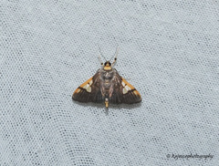 Ulopeza idyalis