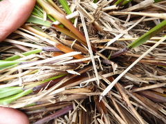 Chionochloa macra