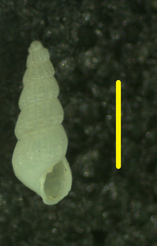 Turbonilla arnoldoi