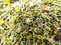 Abrotanella caespitosa