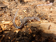 Plethodon dorsalis