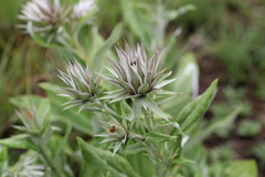 Macledium zeyheri