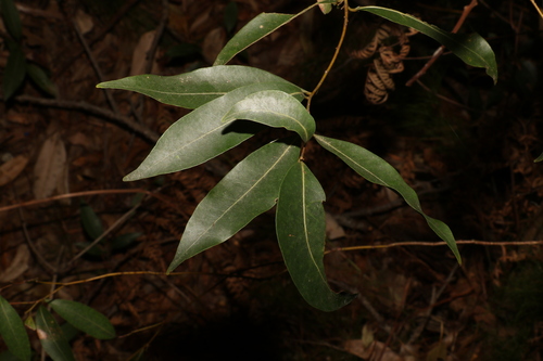 Image of Endiandra sieberi by (c) Greg Tasney, some rights reserved (CC BY-SA)
