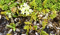 Ranunculus gracilipes