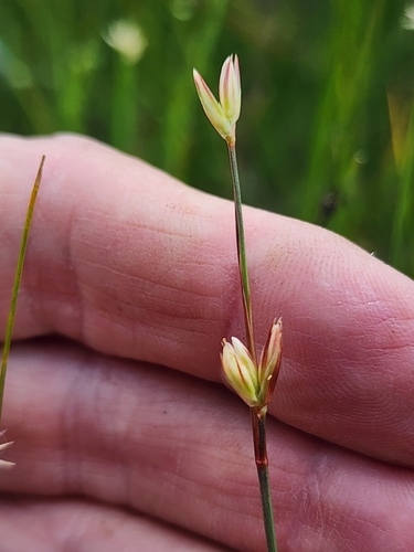 Image of Juncus stygius by (c) Norma Malinowski, some rights reserved (CC BY)