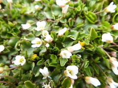 Cardamine corymbosa