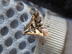 Diasemia grammalis