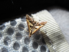 Diasemia grammalis