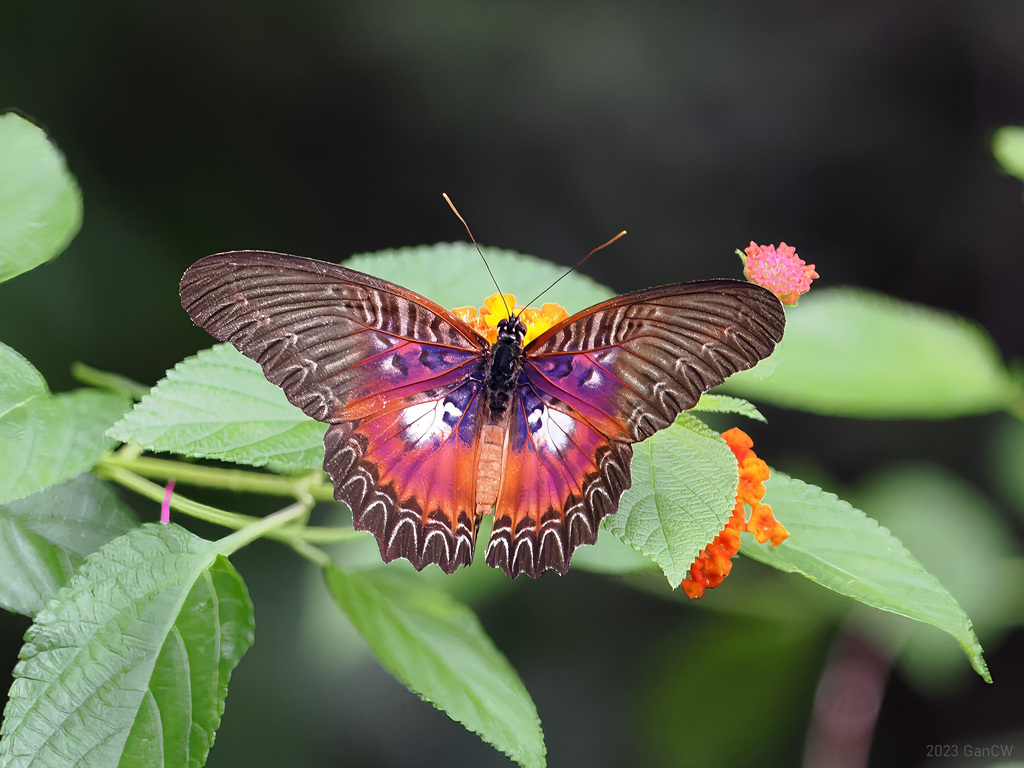 Violet Lacewing