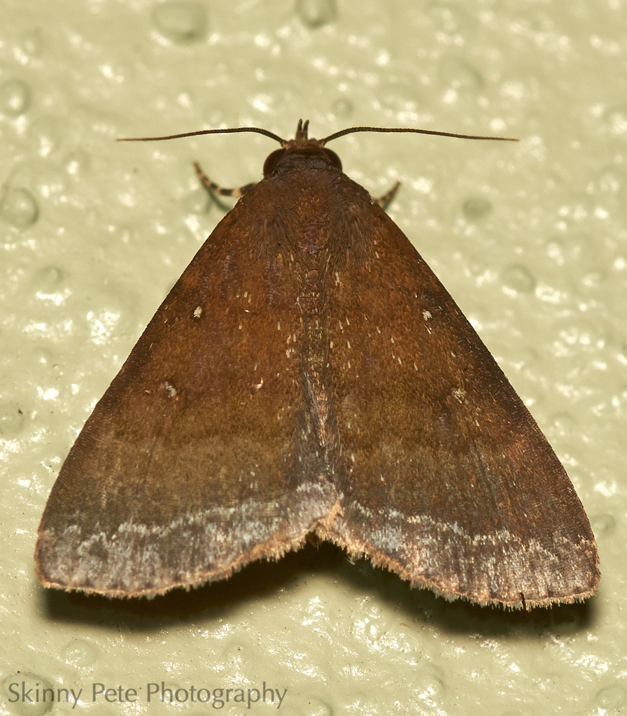White-bordered Owlet