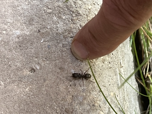 iNaturalist observation photo of Western Black Carpenter Ant