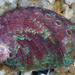Pinto Abalone - Photo (c) Robin Gwen Agarwal, some rights reserved (CC BY-NC), uploaded by Robin Gwen Agarwal