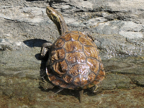 Western Caspian Turtle, photo 3 of 8