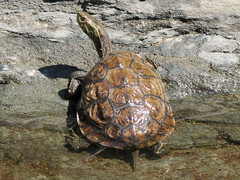 Balkan Terrapin photo 3