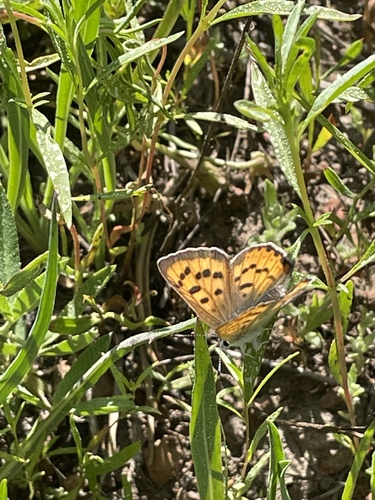iNaturalist observation photo of Lilac-bordered Copper