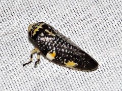 Ptyelus grossus