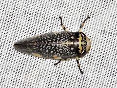 Ptyelus grossus