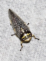 Ptyelus grossus