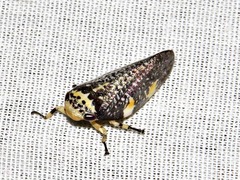 Ptyelus grossus