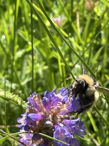 iNaturalist observation photo of Great Basin Bumble Bee