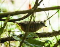 Malacocincla abbotti