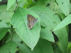 Cissia labe