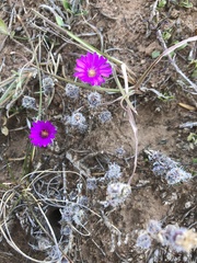 Trichodiadema intonsum