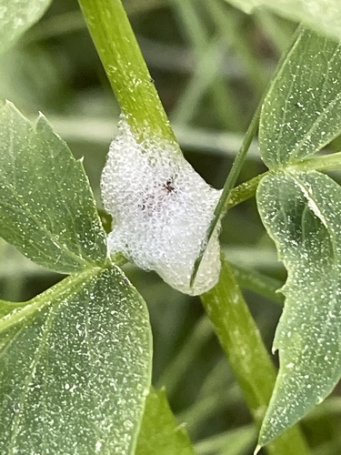 iNaturalist observation photo of Spittlebugs and Froghoppers