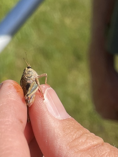 iNaturalist observation photo of Slow Mountain Grasshoppers