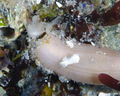 Leptosynapta albicans