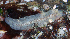Enchiridium punctatum