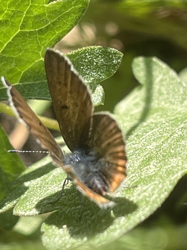 iNaturalist observation photo of Greenish Blue