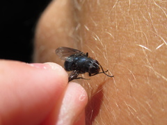 Calliphoroides antennatis