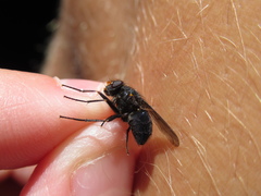 Calliphoroides antennatis