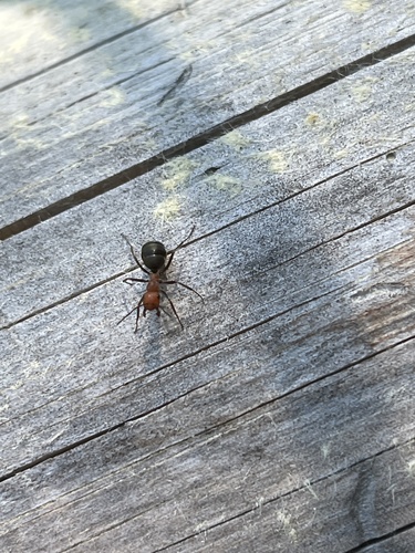iNaturalist observation photo of integra-group Field and Mound Ants