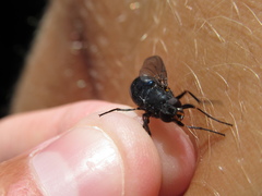 Calliphoroides antennatis