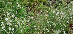 Silene uniflora subsp. uniflora image