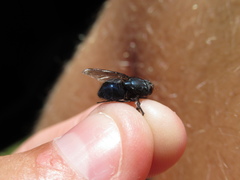 Calliphoroides antennatis