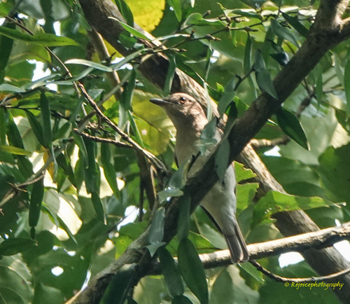 Coracina javensis