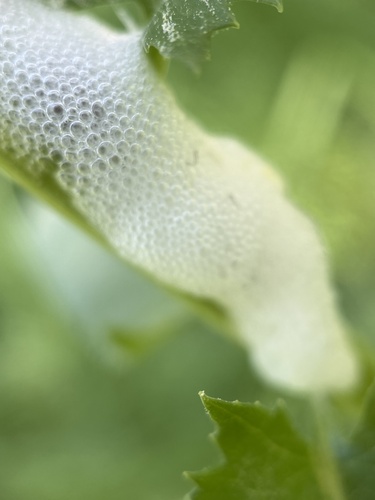 iNaturalist observation photo of Spittlebugs and Froghoppers