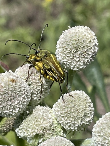 iNaturalist observation photo of Yellow Velvet Beetle