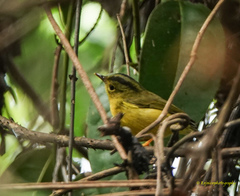 Phylloscopus burkii