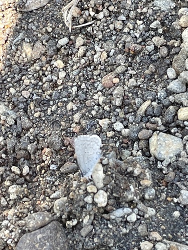 iNaturalist observation photo of Echo Azure