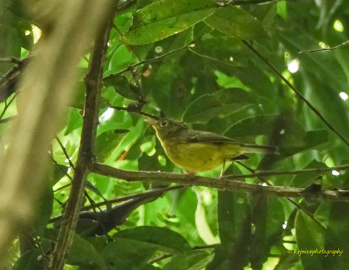 Green-crowned Warbler (Phylloscopus burkii), photo 5