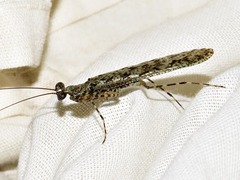 Tarachodinae