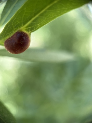 iNaturalist observation photo of Willow Apple Gall Sawfly