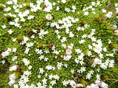 Kelleria childii