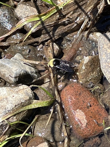 iNaturalist observation photo of Yellow-faced Bumble Bee