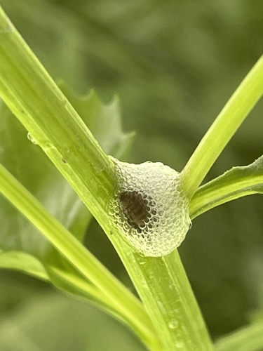 iNaturalist observation photo of Spittlebugs and Froghoppers