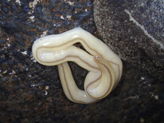 Geonemertes pelaensis